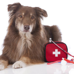 Dog First Aid Training