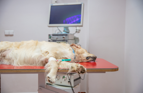 Dog First Aid & CPR